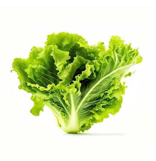 *Green Lettuce - (250gms, Satva Farm)